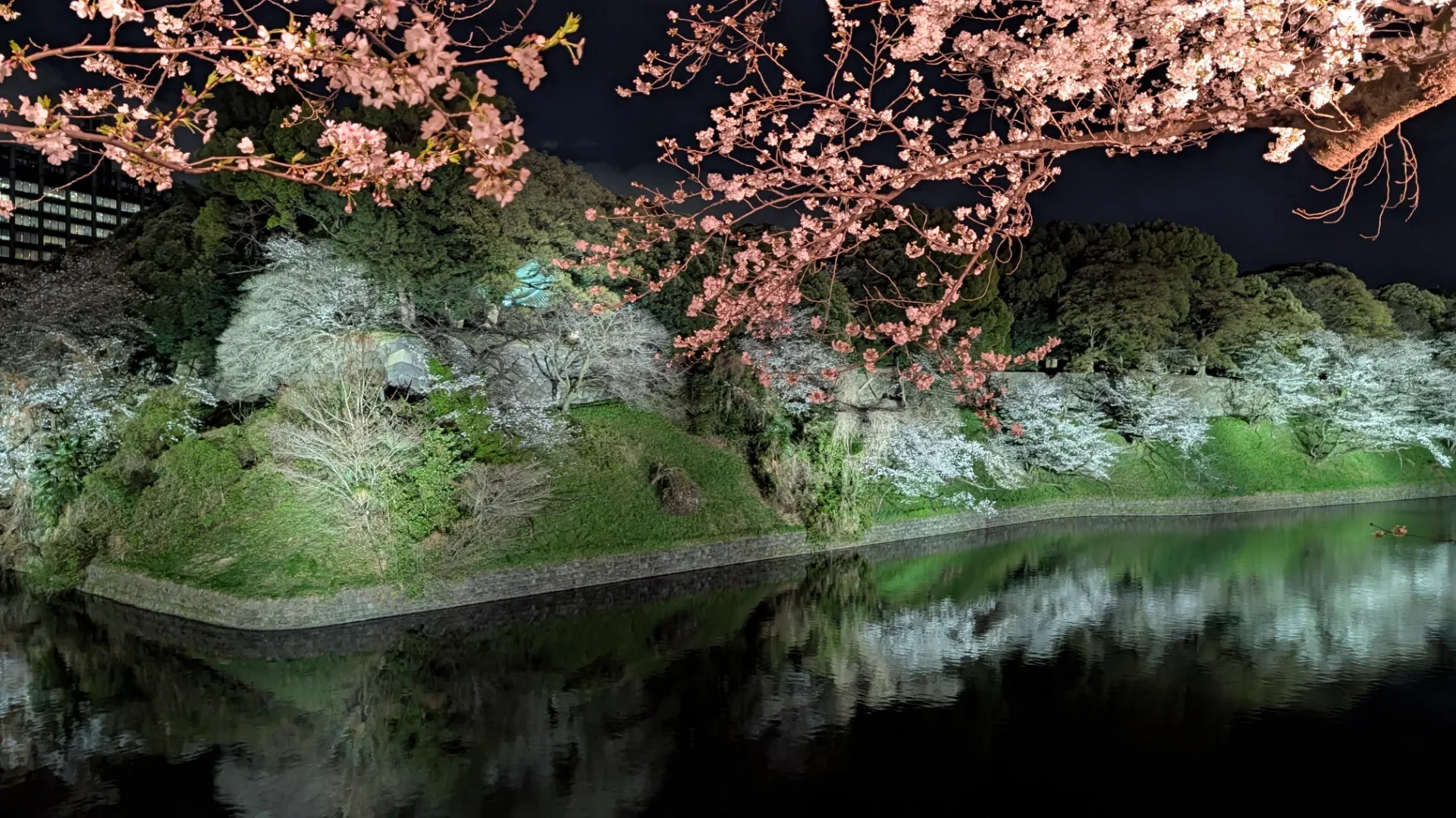 水面に映る夜桜が特に綺麗