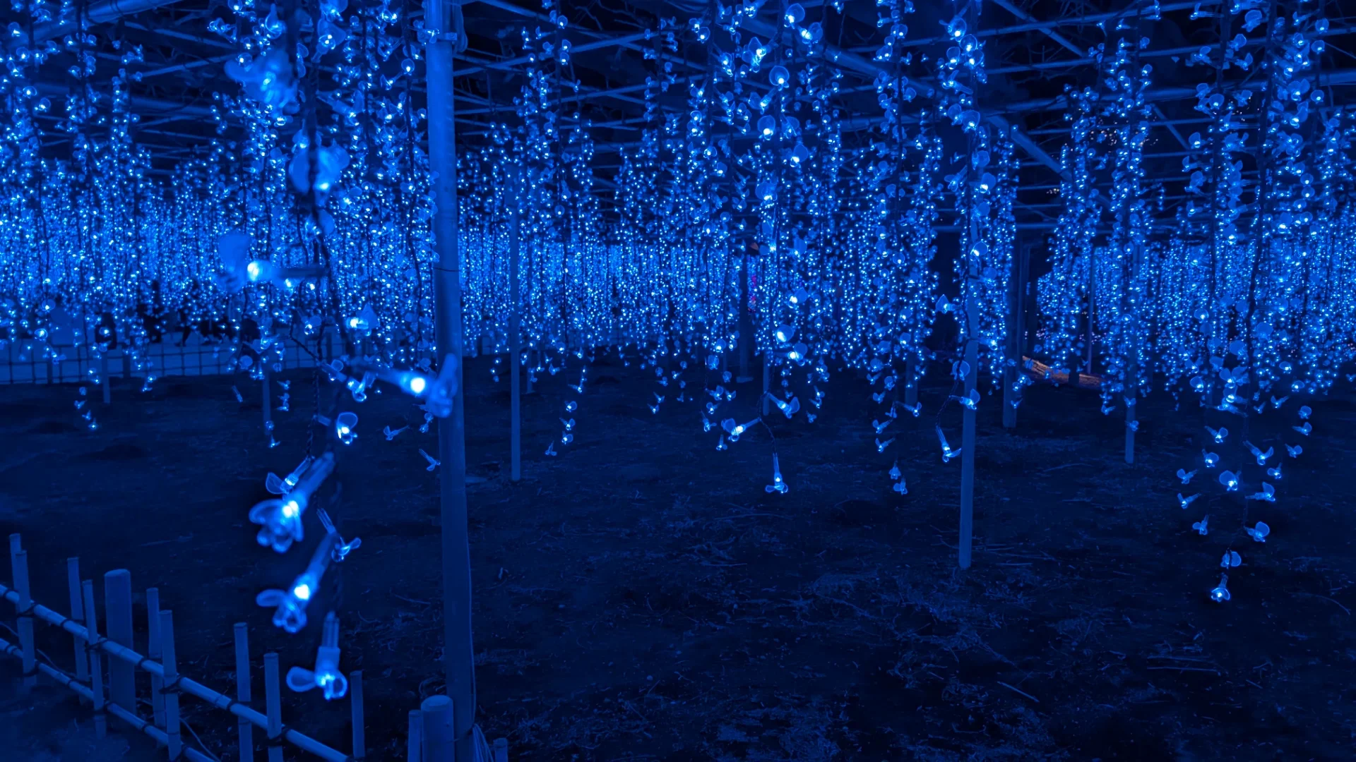 有名な「藤棚」も光で再現