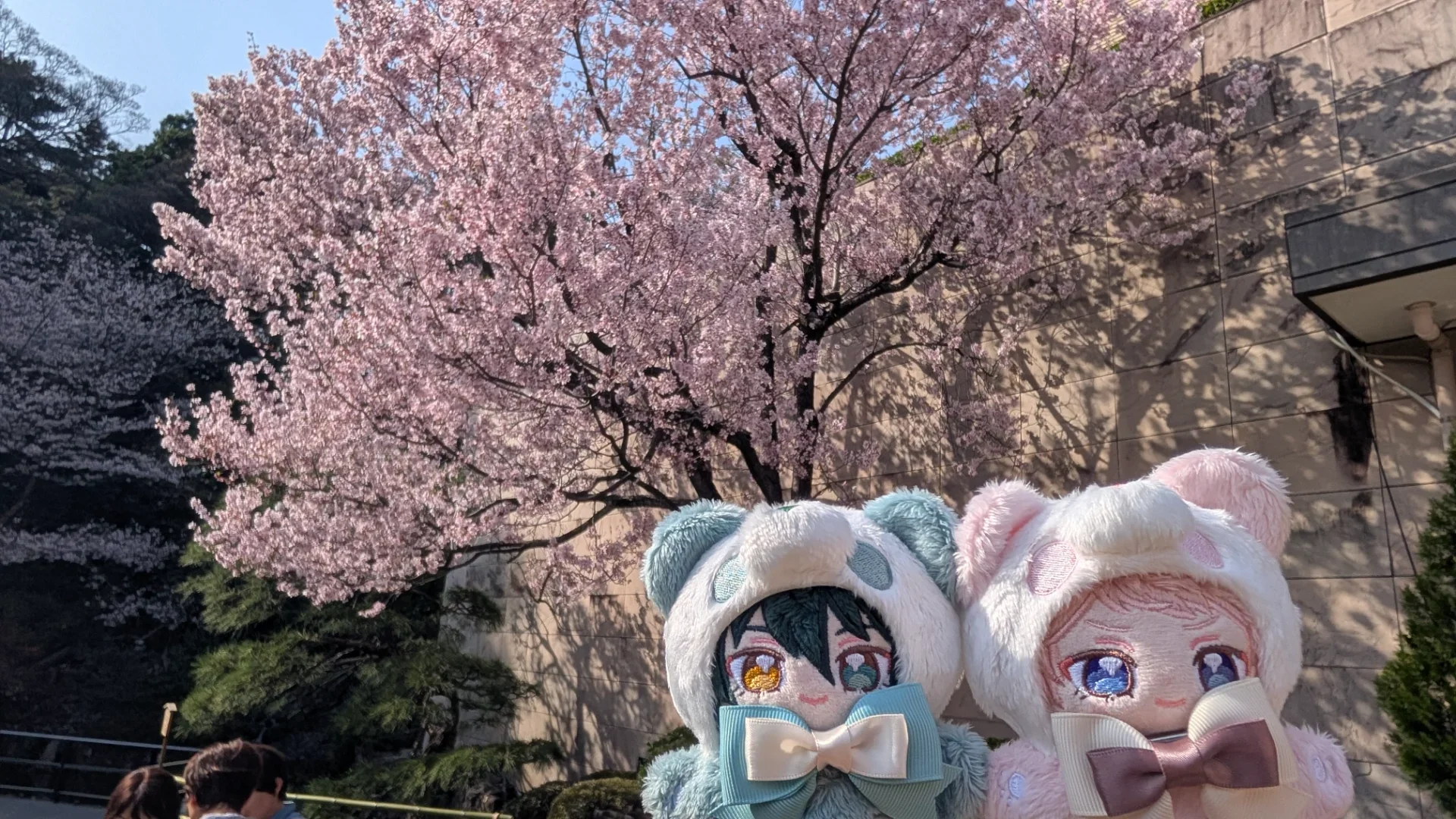 日本庭園には、種々様々な桜の木